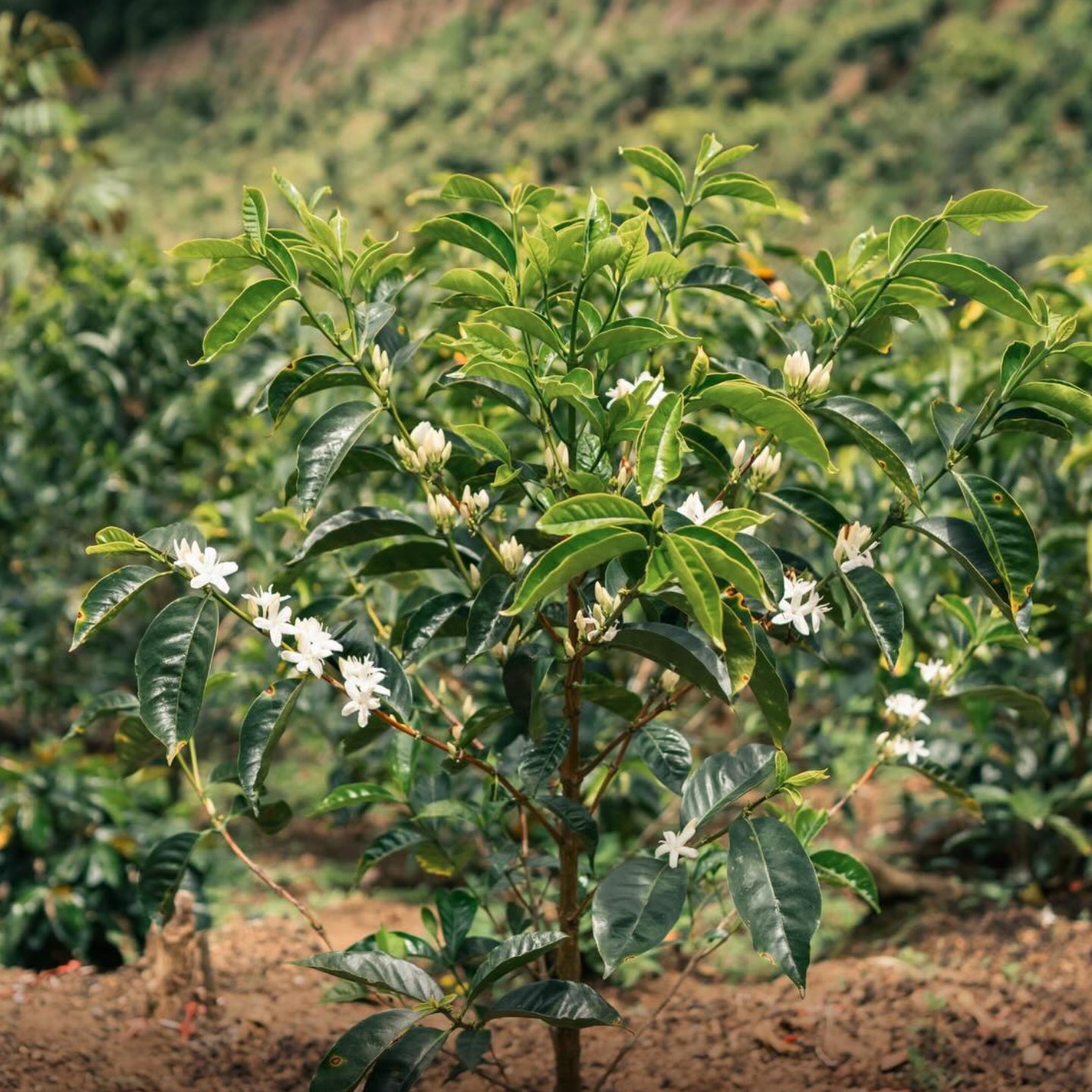 Aromas Del Valle