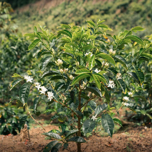 Aromas Del Valle