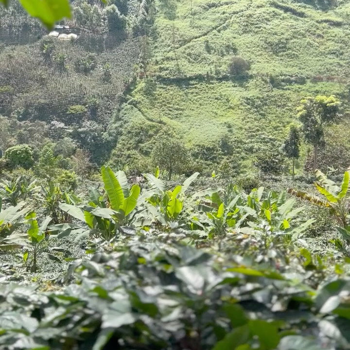 Pucha Peru