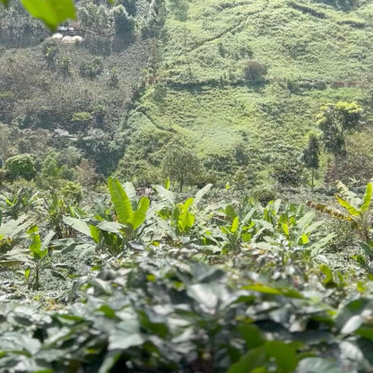 Pucha Peru