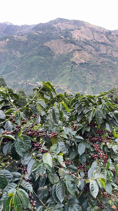 Hellen Mora La Anona Costa Rica