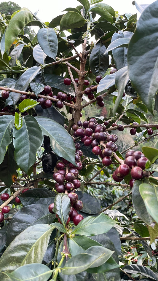 Hellen Mora La Anona Costa Rica