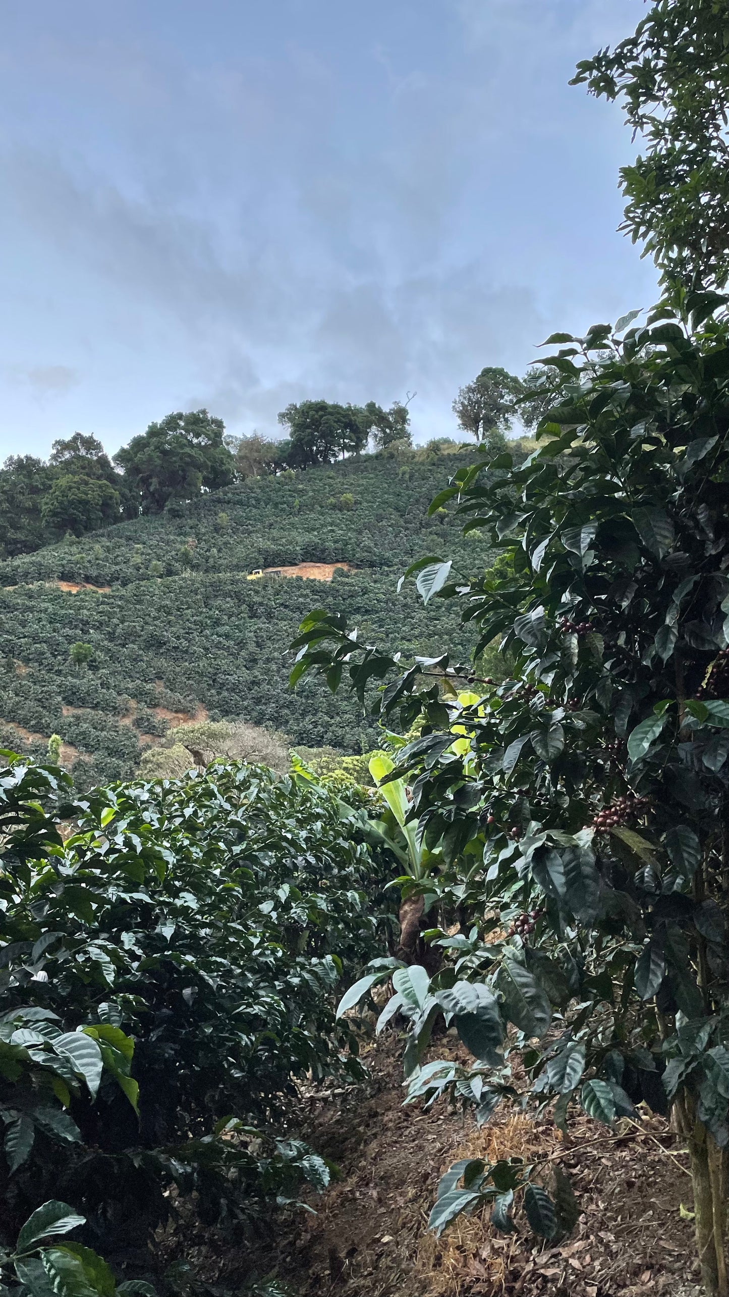 Hellen Mora La Anona Costa Rica
